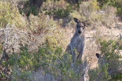 Kangourou à l'oreille cassée - Haycock Point walk, Ben Boyd National Park