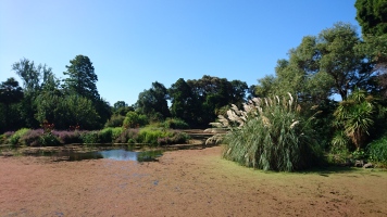 Lac couvert de lentilles d'eau, Royal Botanic Gardens, Melbourne