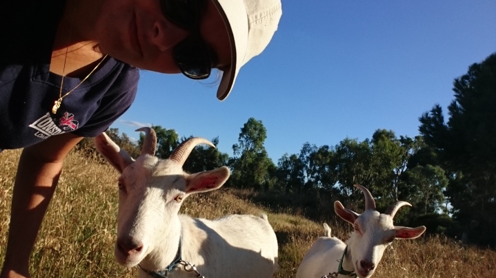 Trois mois en Australie, troisième semaine avec les chèvres