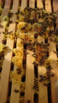 Intérieur d'une ruche, Murrnong, Violet Town