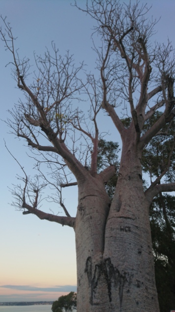Baobab transporté depuis la région des Kimberleys au Nord de l'Etat (il devait être abattu pour créer une route ; tombé malade dans le transport, il a de nombreuses blessures sur l'autre face et commence à cicatriser, après quelques années), Kings Park, Perth
