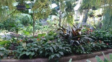 Serre des Botanic Gardens, Cairns