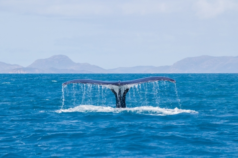 Baleine à bosse, Megaptera novaeangliae, Whitsundays