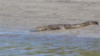 Jeune mâle crocodile marin, Crocodylus porosus, Cooper Creek, Daintree Rainforest