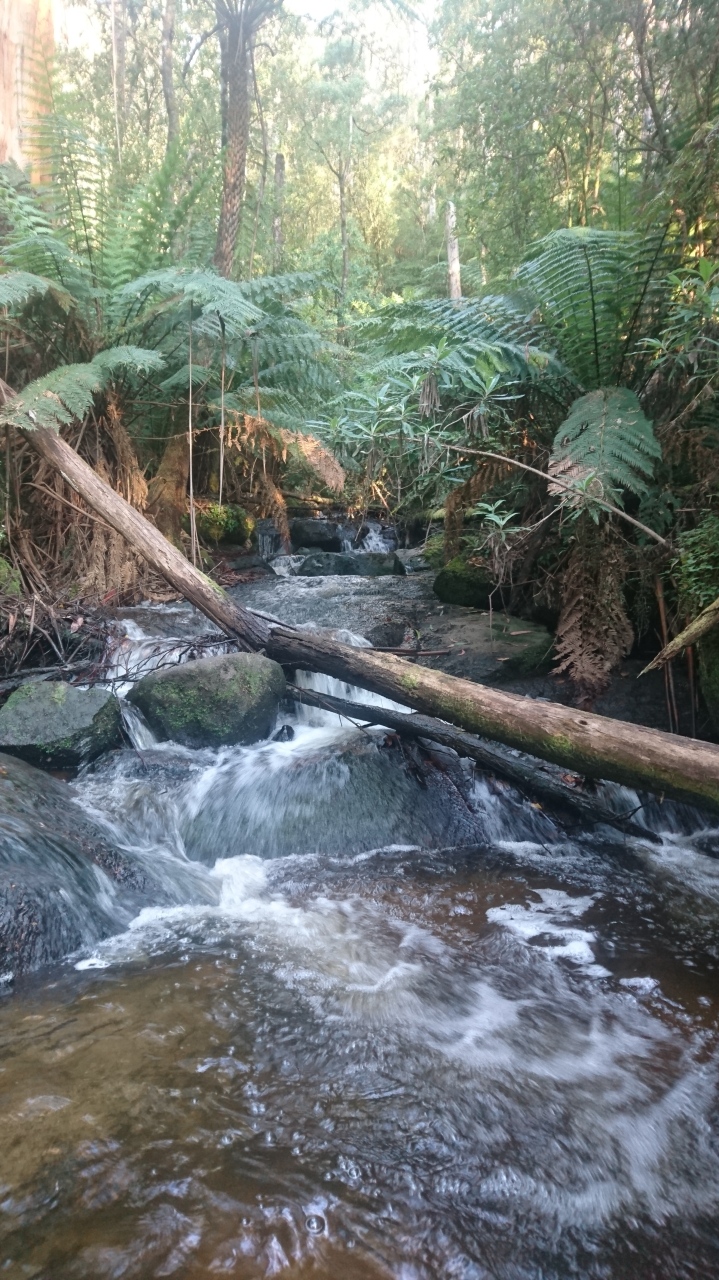 Toorongo River, Victoria